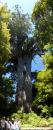 The largest living Kauri tree